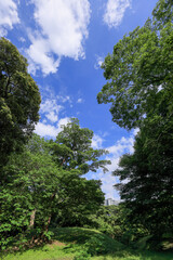 都心散歩　緑に包まれた浜離宮恩賜庭園の森