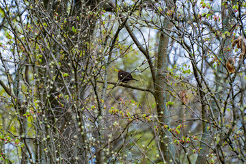 A blackbird sits on a branch surrounded by budding leaves and branches in a spring forest, capturing the essence of nature's renewal.