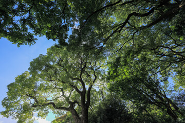 都心散歩　緑に包まれた浜離宮恩賜庭園の森