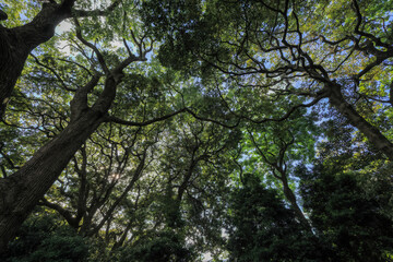 都心散歩　緑に包まれた浜離宮恩賜庭園の森