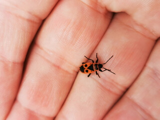 Small Red and Black Bug (Pyrrhocoris apterus)