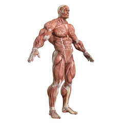 Bodybuilder with muscle Character isolated 3d rendered illustration