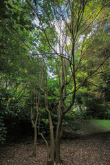 都心散歩　緑に包まれた浜離宮恩賜庭園の森