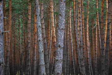 Pine forest landscape
