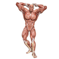 Bodybuilder with muscle Character isolated 3d rendered illustration