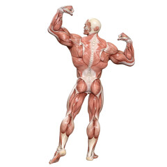 Bodybuilder with muscle Character isolated 3d rendered illustration
