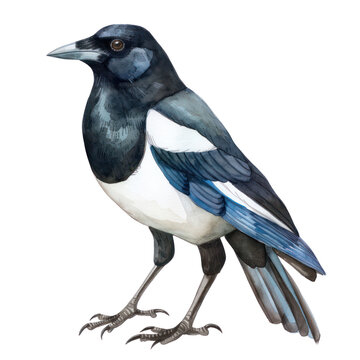 recommend clip art: Magpie watercolor isolate illustration png.