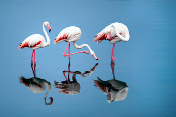 Flamingos