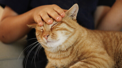 Hand caresses the cats head, feeling its soft fur and delicate whiskers