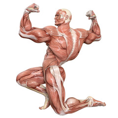 Bodybuilder with muscle Character isolated 3d rendered illustration