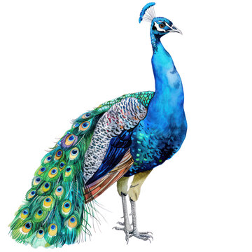 recommend clip art: Peacock watercolor isolate illustration png.