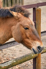 the head of a Przewalski horse nibbling grass