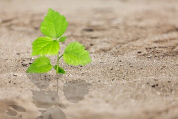 A desert green plant in dry soil