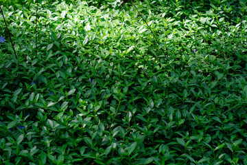 canvas of fresh green grass background