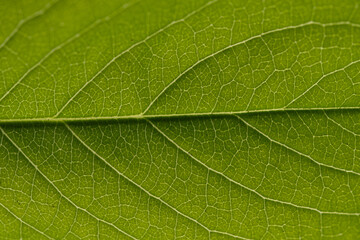 Green leaf texture macro close up. Natural background with copy space.