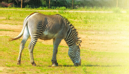 Plains zebra (Equus quagga, formerly Equus burchellii), also known as the common zebra