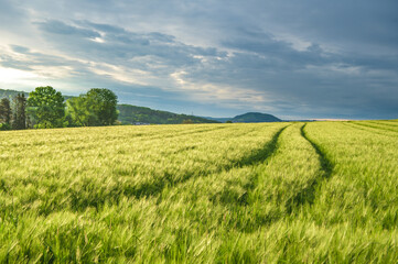 Fototapeta premium Fahrspuren in Getreidefeld bei Sonnenaufgang mit dunklen Wolken und Hügelkette der schwäbischen Alb bei Neckartenzlingen