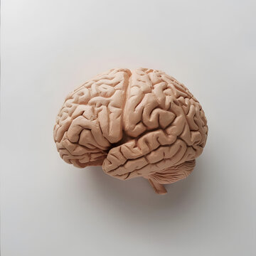 Human brain isolated on white background