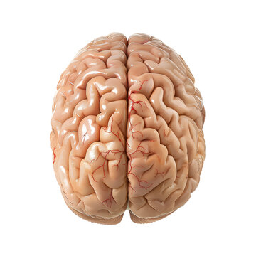 Human brain isolated on white background