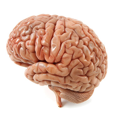 Human brain isolated on white background