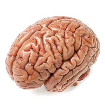 Human brain isolated on white background