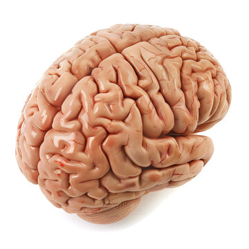 Human brain isolated on white background