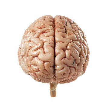Human brain isolated on white background