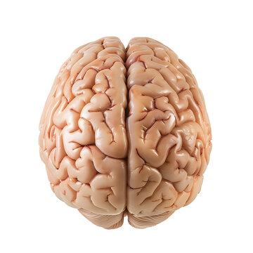 Human brain isolated on white background
