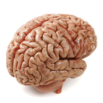 Human brain isolated on white background