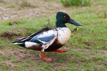 duck on the grass, Drake Shoveler walking on the grass on a windy day, wind blowing his feathers,...