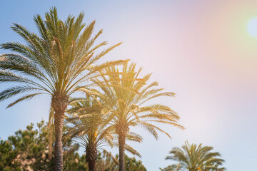 Coconut Palms tree with blue sky, tropical background.