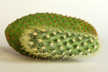Cactus on a white background.