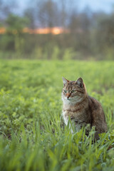 A photo of a street cat in the green grass at sunset.