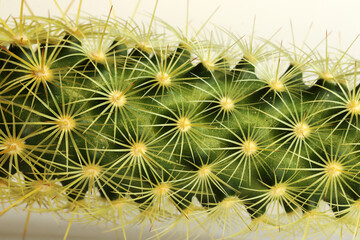 Cactus on a white background.