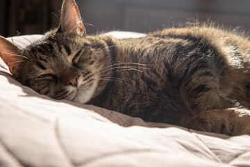 Cat sleeps at home. Animal rest chill