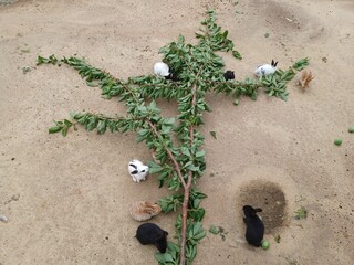 나뭇잎 먹는 귀여운 토끼들