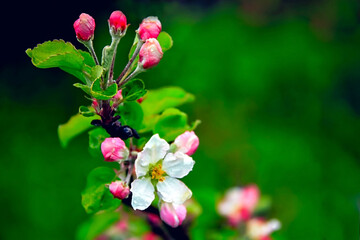 - blooming apple tree branch on a green background