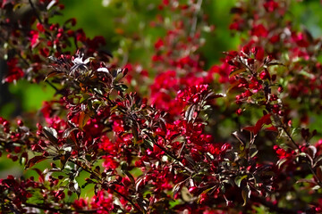 - branches of red-leaved, red-berry apple trees