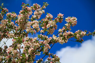 - blooming white-pink apple tree branches on sky background
