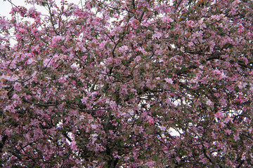 - pink apple tree blooming in my garden