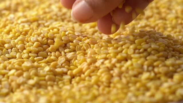 Macro video of moong dal. Close up of yellow lentils kept on rotating disk. 360 degree rotation of moong dals.