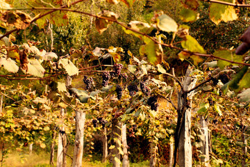 Vineyard, rows of grapes with yellow wilting leaves on an autumn sunny day in the countryside in Georgia, soft focus