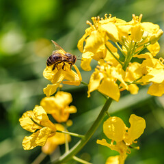 Honey bee feeding on a yellow flower rape.Blooming rapeseed (Brassica napus).Agricultural field with rapeseed plants. Oilseed, canola, colza.Macro shot on flowers.