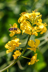 Honey bee feeding on a yellow flower rape.Blooming rapeseed (Brassica napus).Agricultural field...