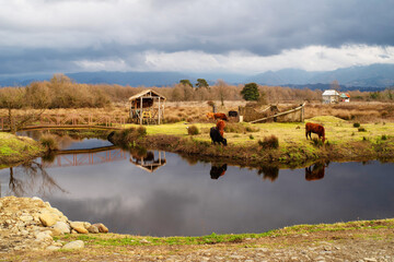 Grazing cows on a yellow meadow near a river against the backdrop of mountains and a dark stormy sky in spring in Georgia. Spring landscape with cows