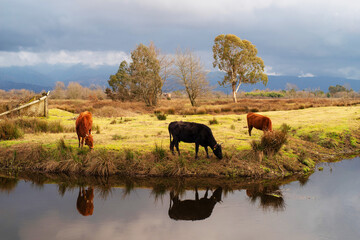Grazing cows on a yellow meadow near a river against the backdrop of mountains and a dark stormy...