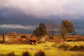 Grazing cows on a yellow meadow against the backdrop of mountains and a dark stormy sky in spring in Georgia. Spring landscape with cows