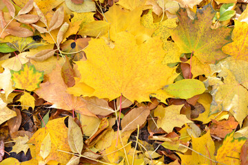 yellow autumn leaves covering the ground top view