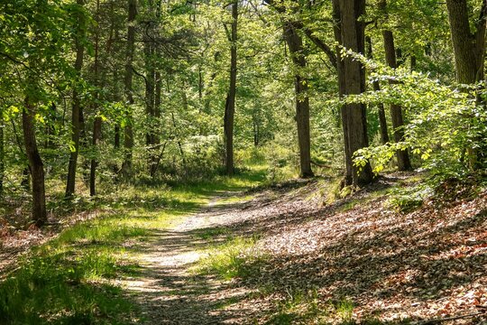 Sentier de promenade en for&ecirc;t de Fontainebleau, avec effet de lumi&egrave;re chaude