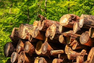 Vue sur un tas de troncs d'arbres abattus en forêt, avec effet de lumière chaude et tons vifs
